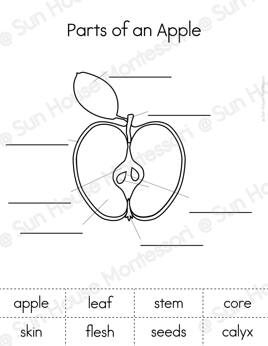 Parts of an Apple Nomenclature Cards