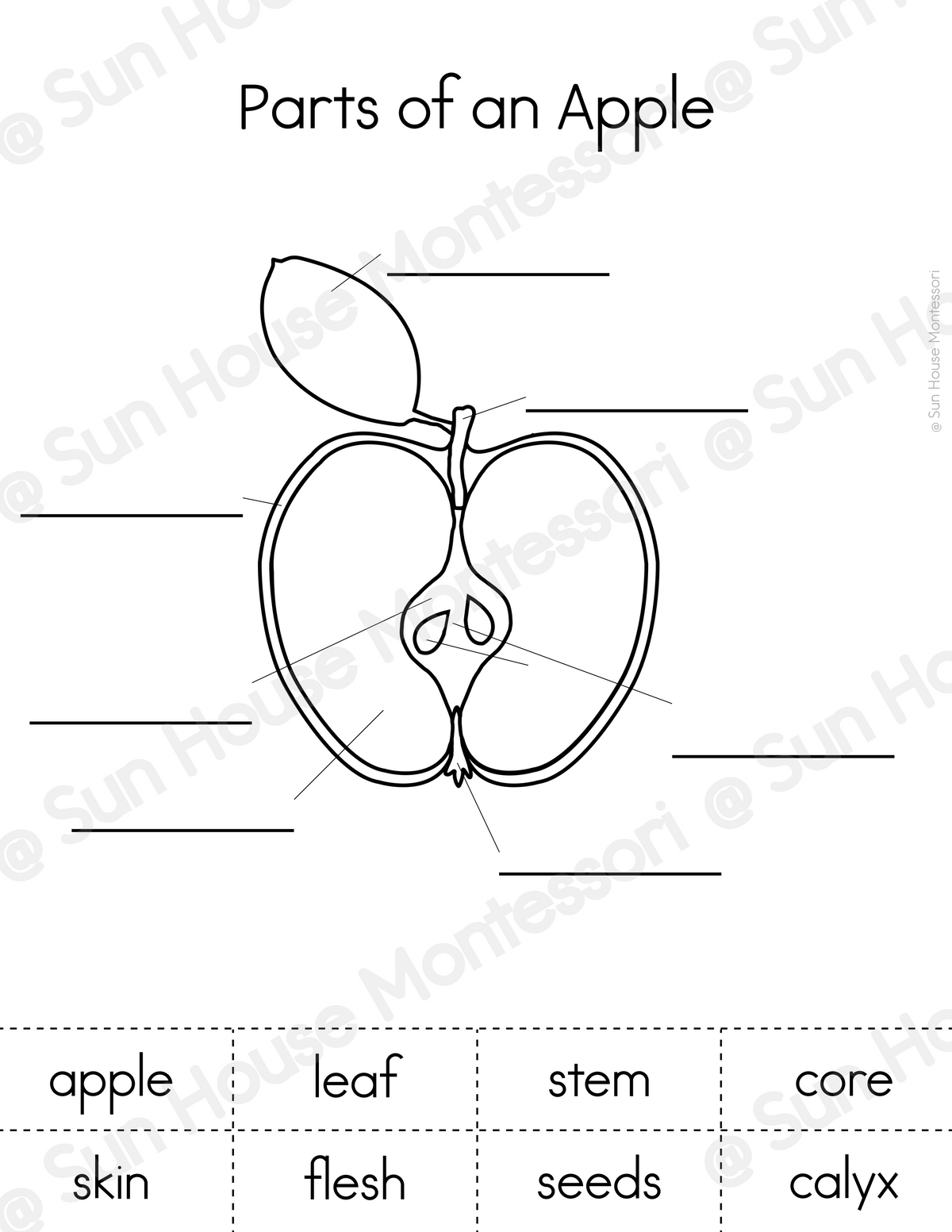 Parts of an Apple Nomenclature Cards