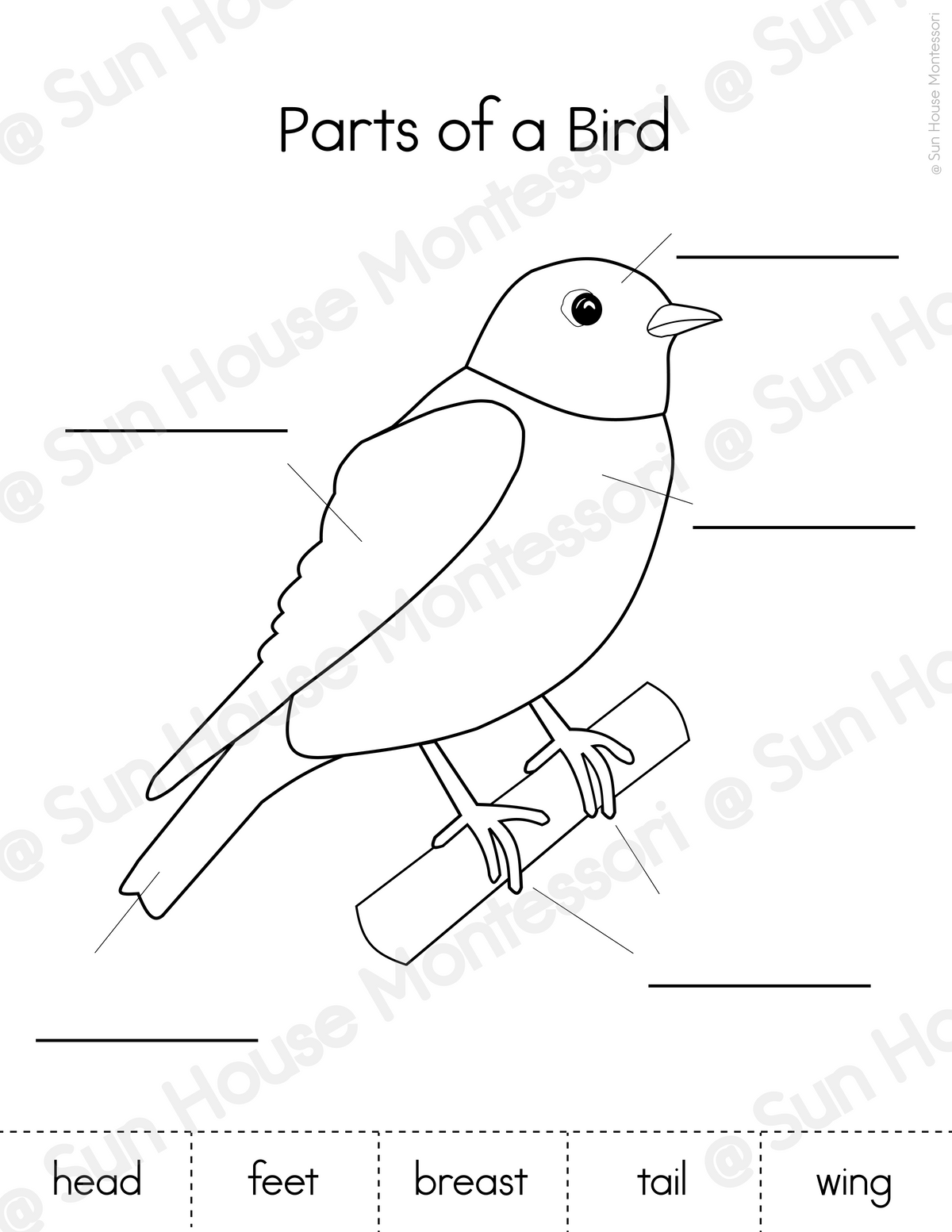 Parts of a Bird Nomenclature Cards