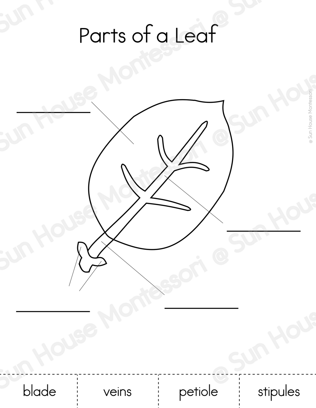 Parts of a Leaf Nomenclature Cards