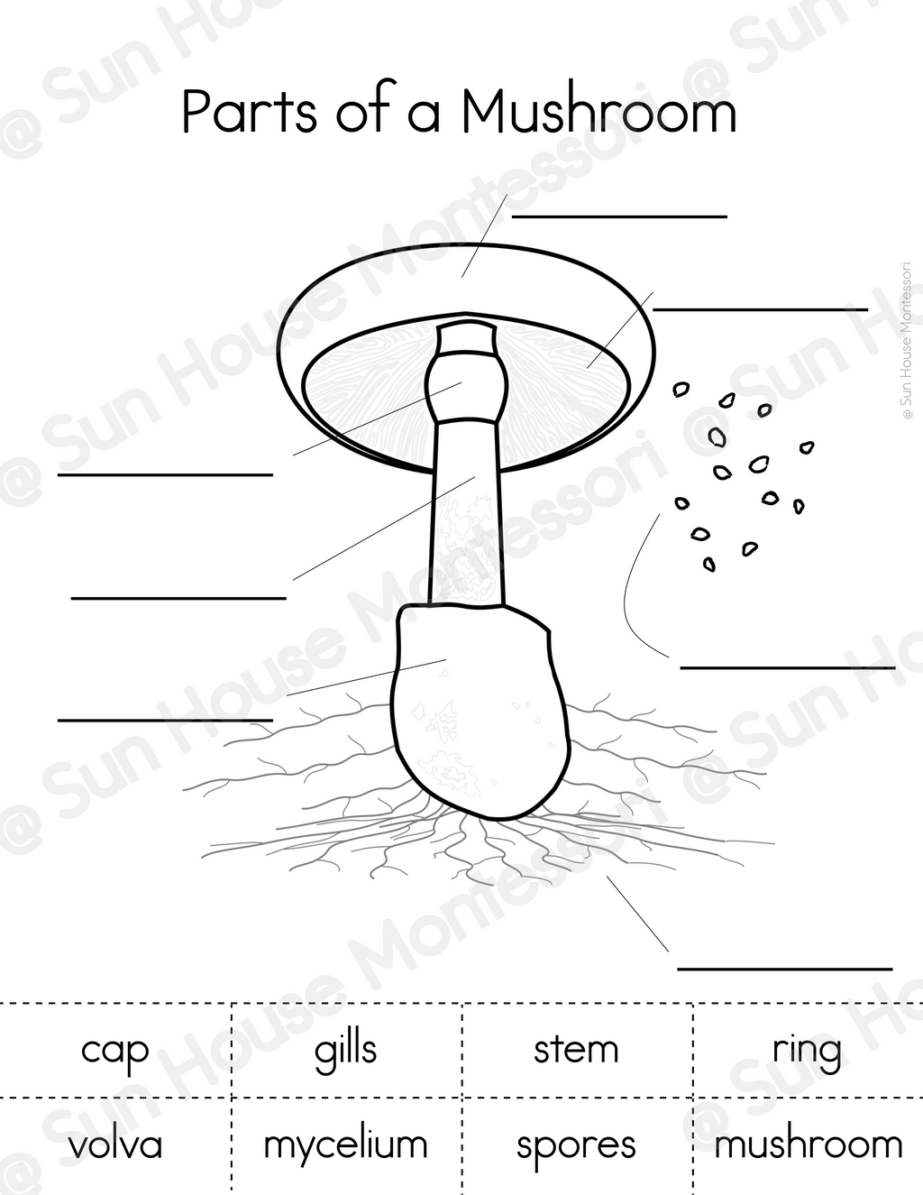 Parts of a Mushroom Nomenclature Cards