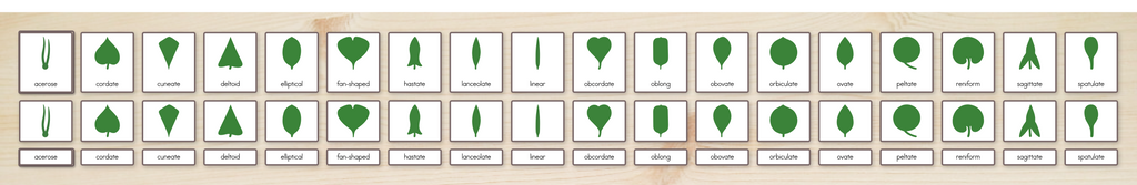 Botany Cabinet Nomenclature Cards