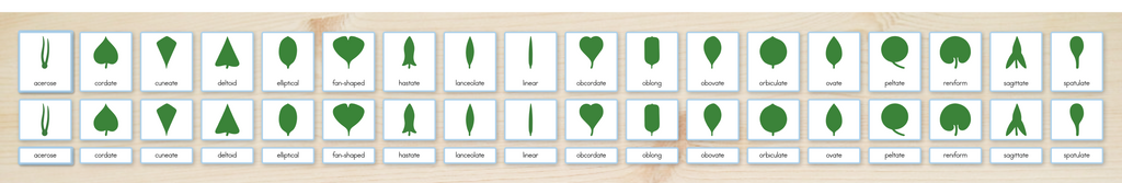 Botany Cabinet Nomenclature Cards