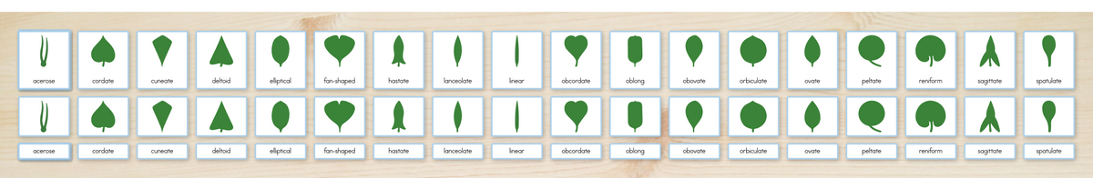 Botany Cabinet Nomenclature Cards