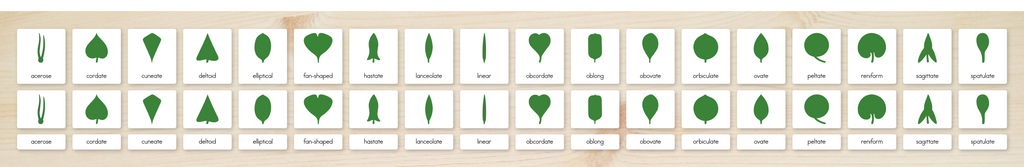 Botany Cabinet Nomenclature Cards