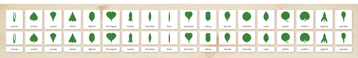Botany Cabinet Nomenclature Cards