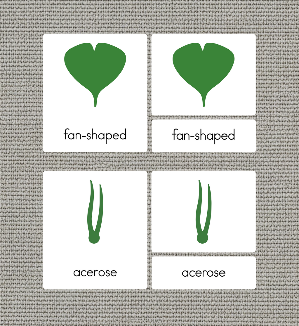 Botany Cabinet Nomenclature Cards