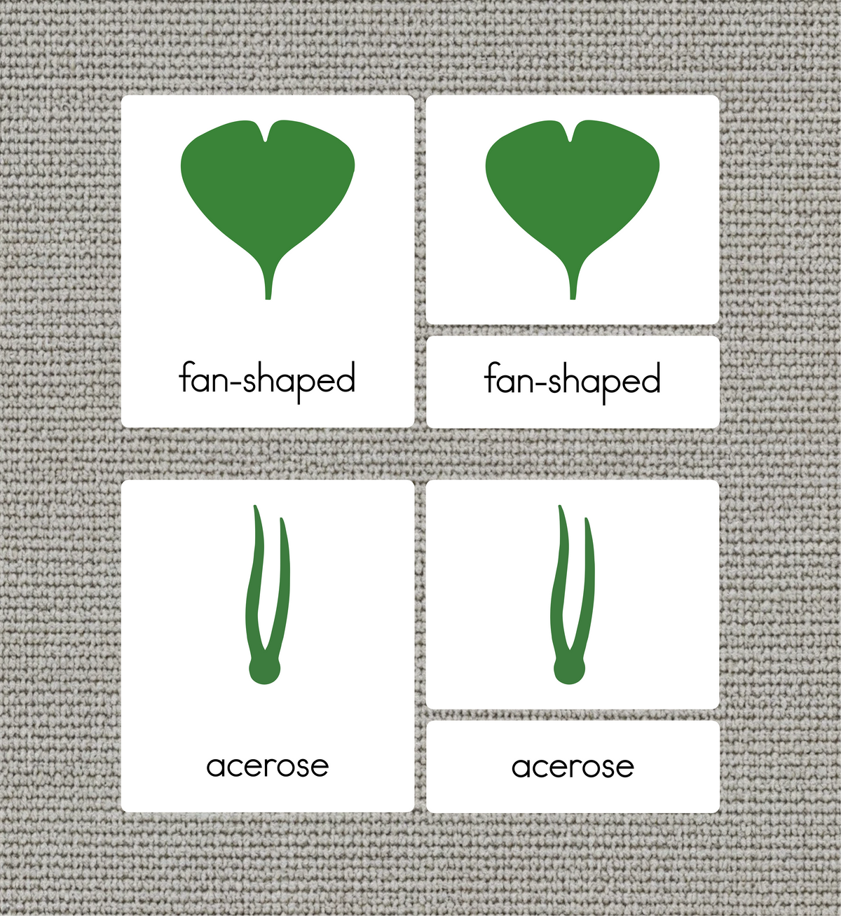 Botany Cabinet Nomenclature Cards