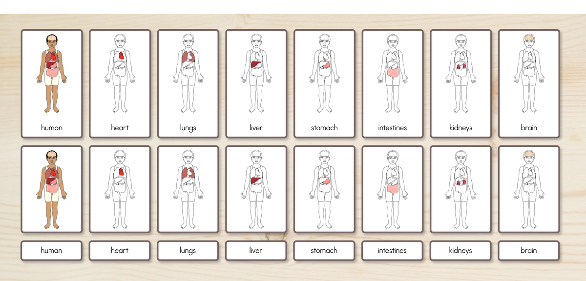 Human Body Parts (Internal) Nomenclature Cards