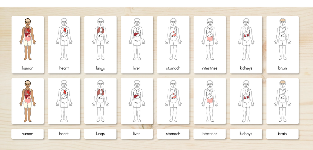Human Body Parts (Internal) Nomenclature Cards