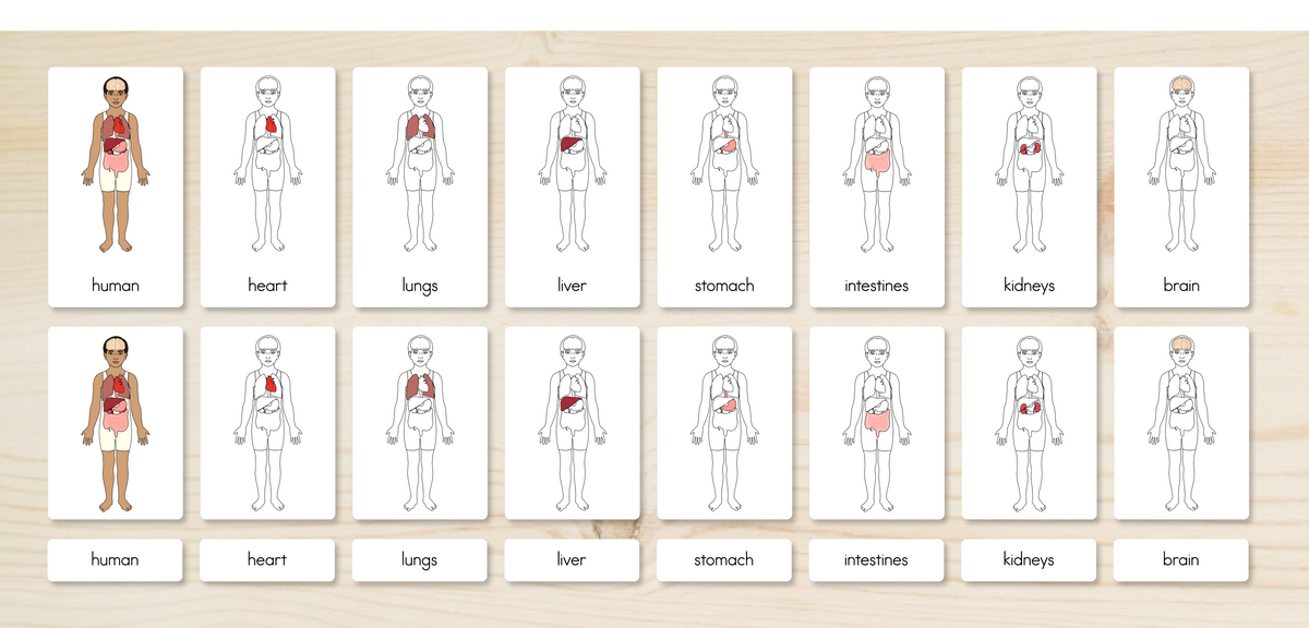Human Body Parts (Internal) Nomenclature Cards