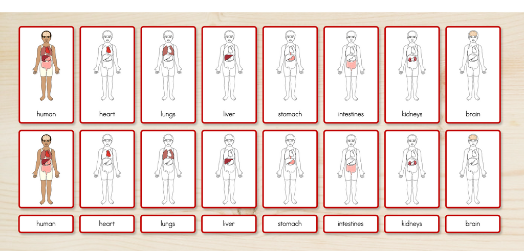 Human Body Parts (Internal) Nomenclature Cards