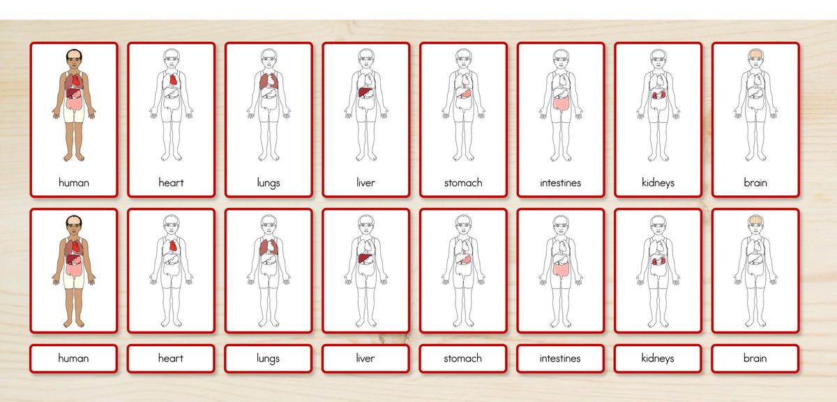 Human Body Parts (Internal) Nomenclature Cards
