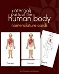Human Body Parts (Internal) Nomenclature Cards