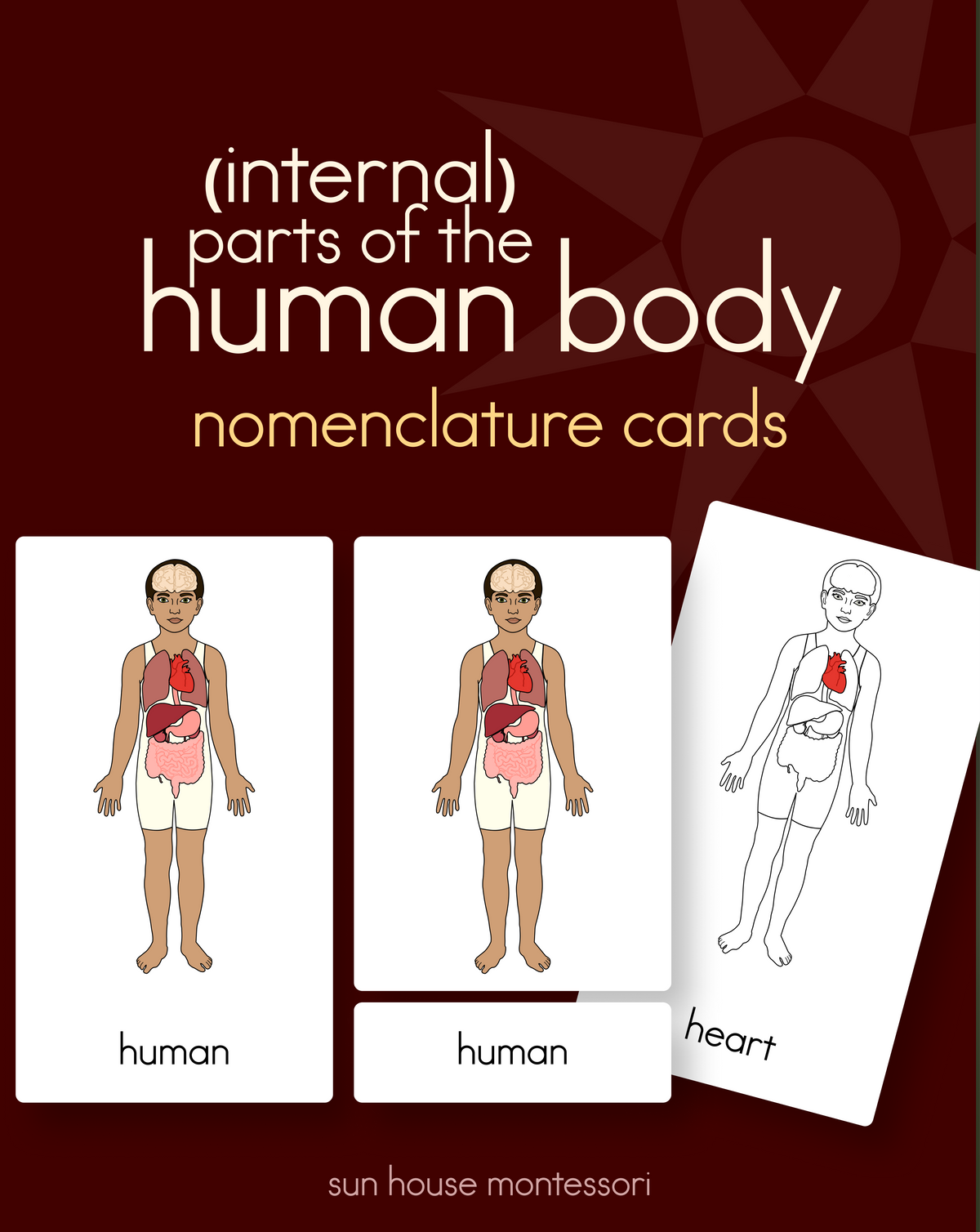 Human Body Parts (Internal) Nomenclature Cards