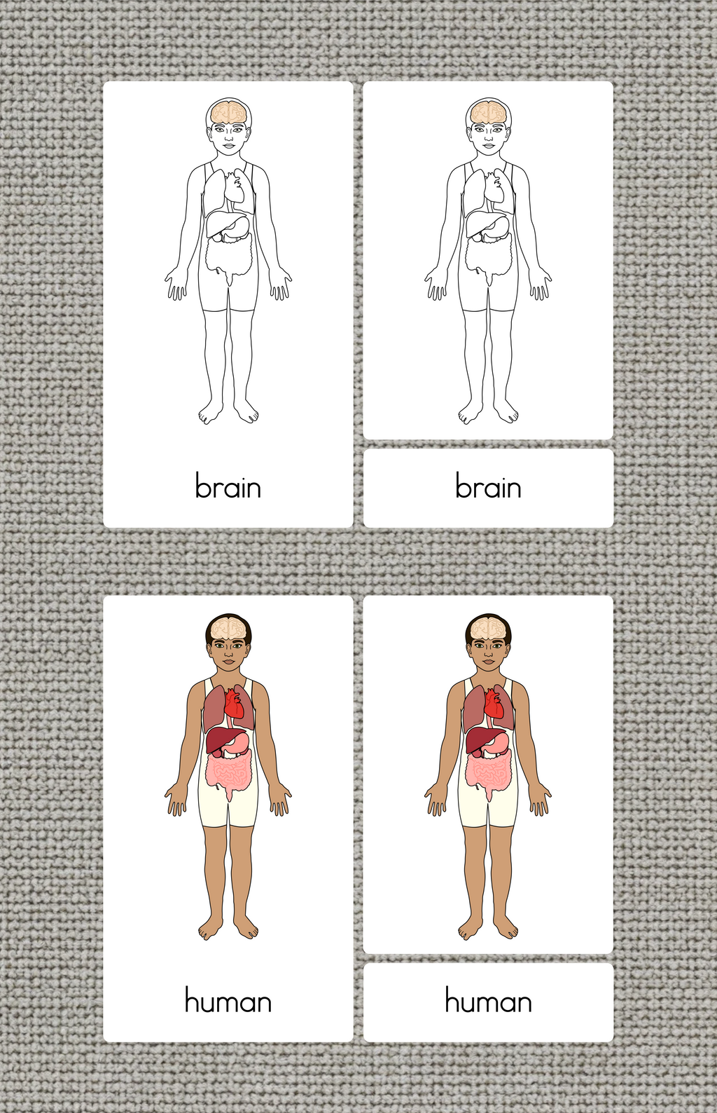 Human Body Parts (Internal) Nomenclature Cards