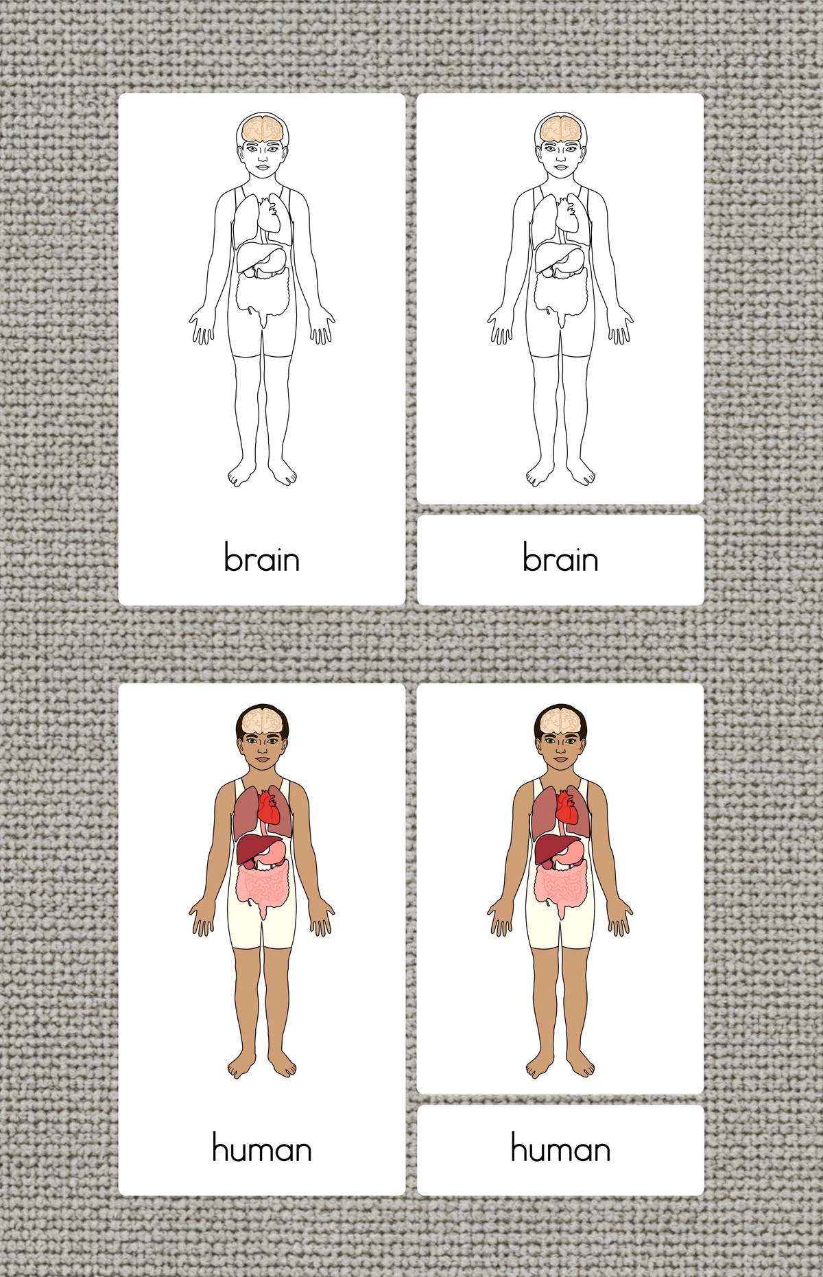 Human Body Parts (Internal) Nomenclature Cards