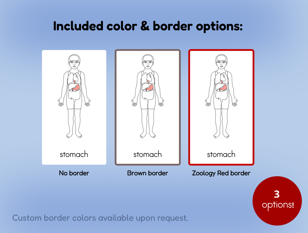 Human Body Parts (Internal) Nomenclature Cards