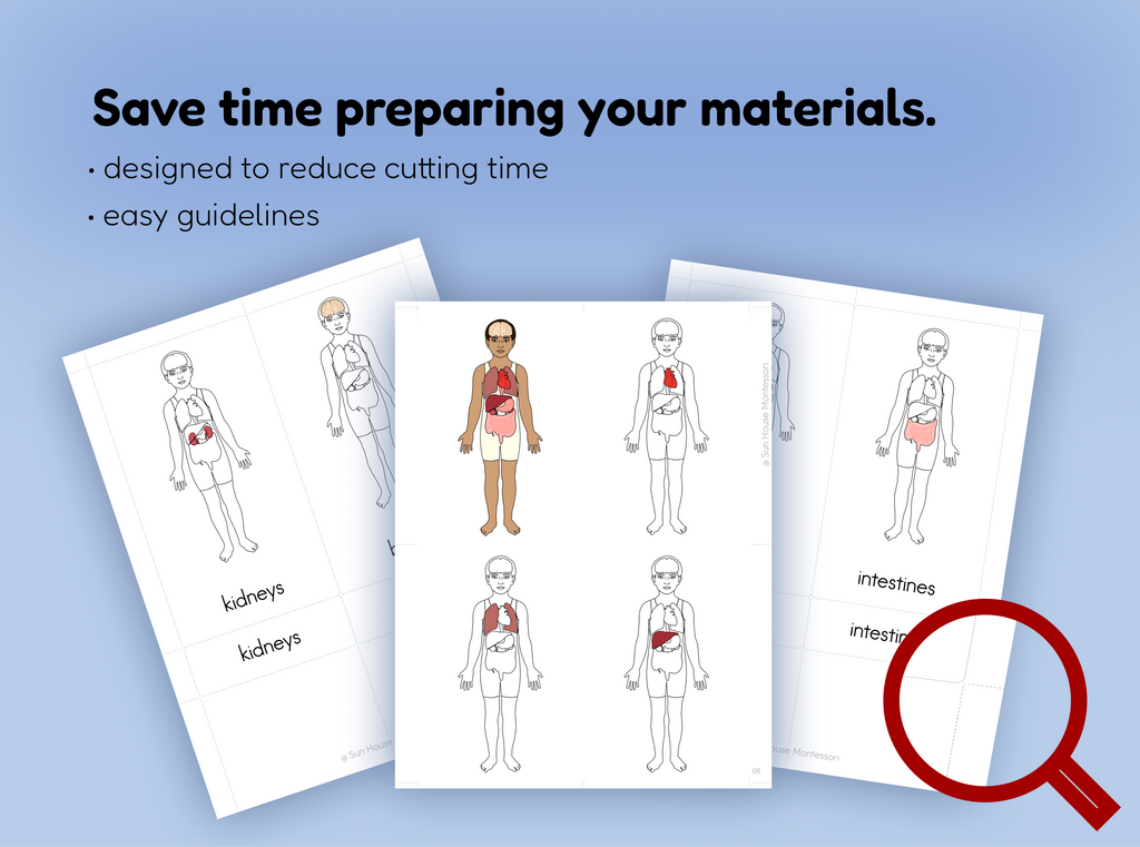 Human Body Parts (Internal) Nomenclature Cards