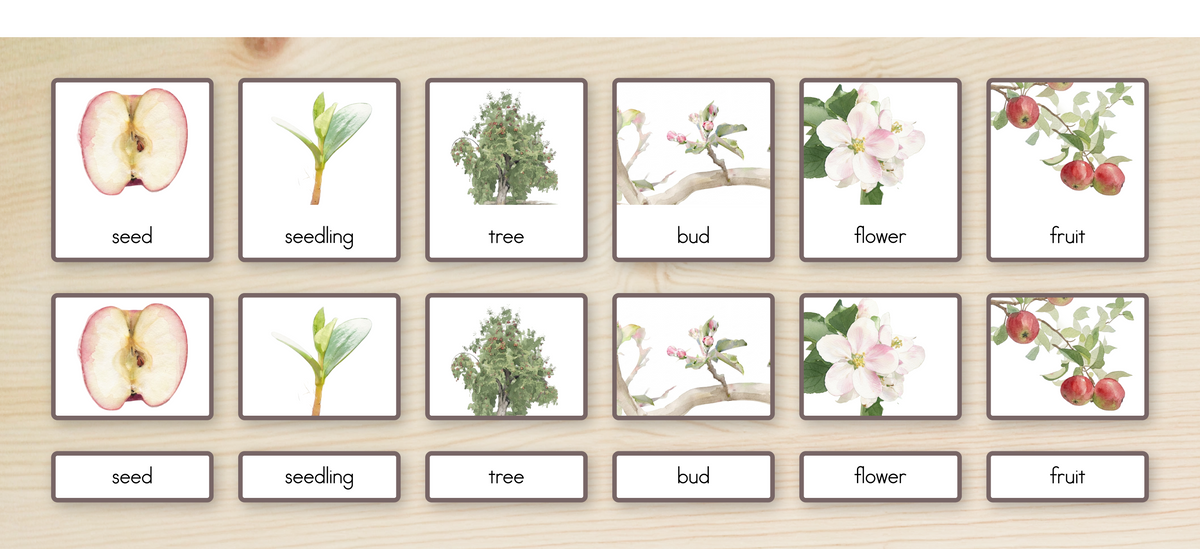 Life Cycle of an Apple Nomenclature Cards