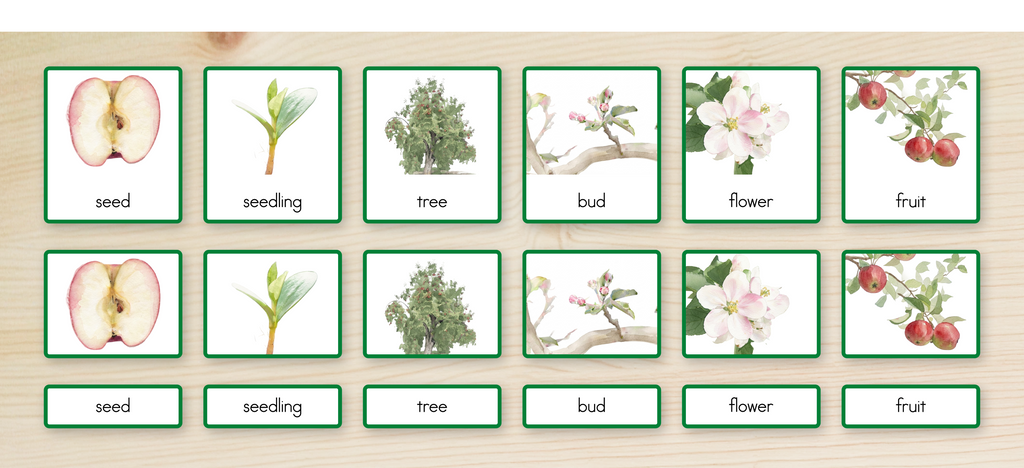 Life Cycle of an Apple Nomenclature Cards