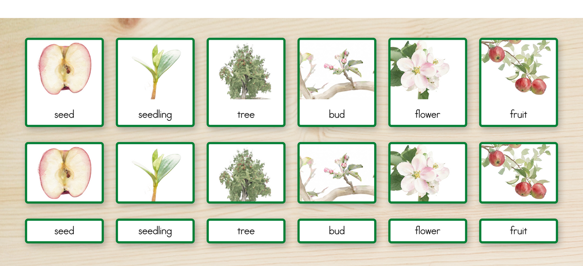 Life Cycle of an Apple Nomenclature Cards