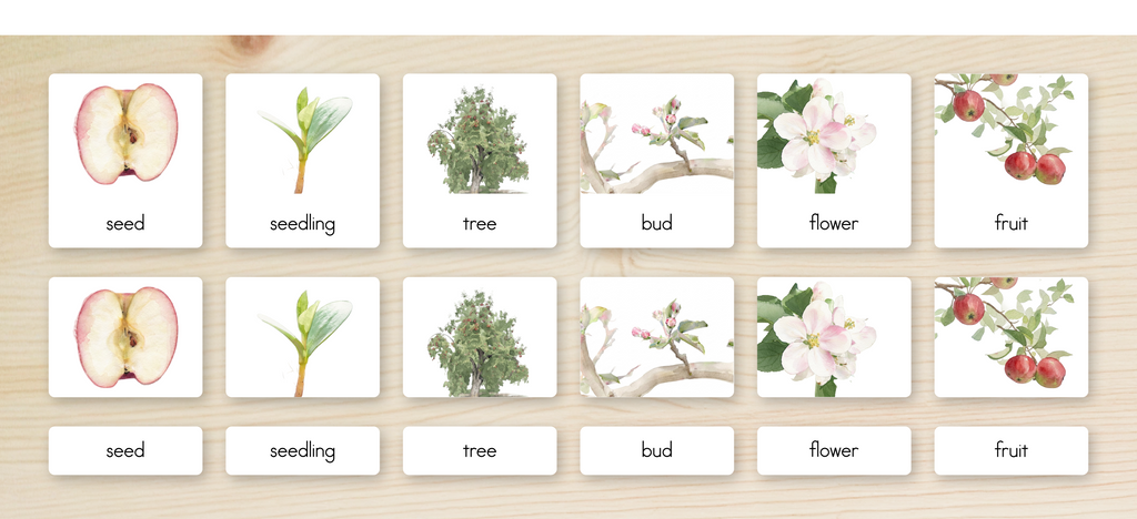 Life Cycle of an Apple Nomenclature Cards