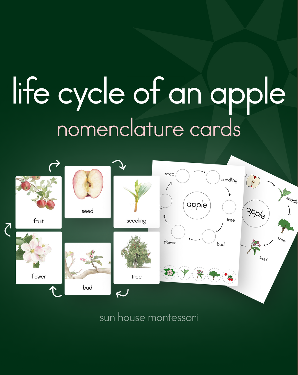 Life Cycle of an Apple Nomenclature Cards