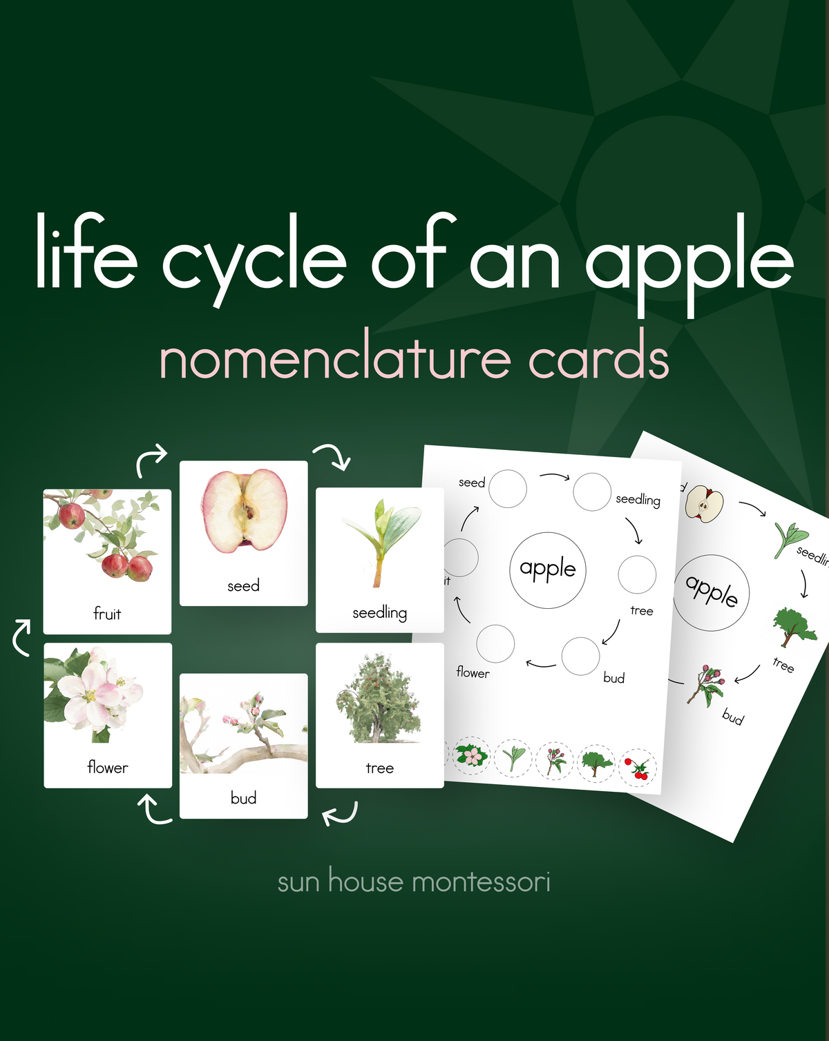 Life Cycle of an Apple Nomenclature Cards