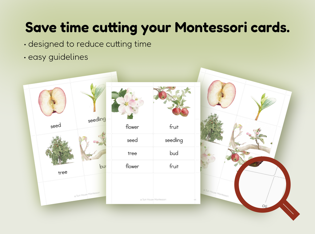 Life Cycle of an Apple Nomenclature Cards