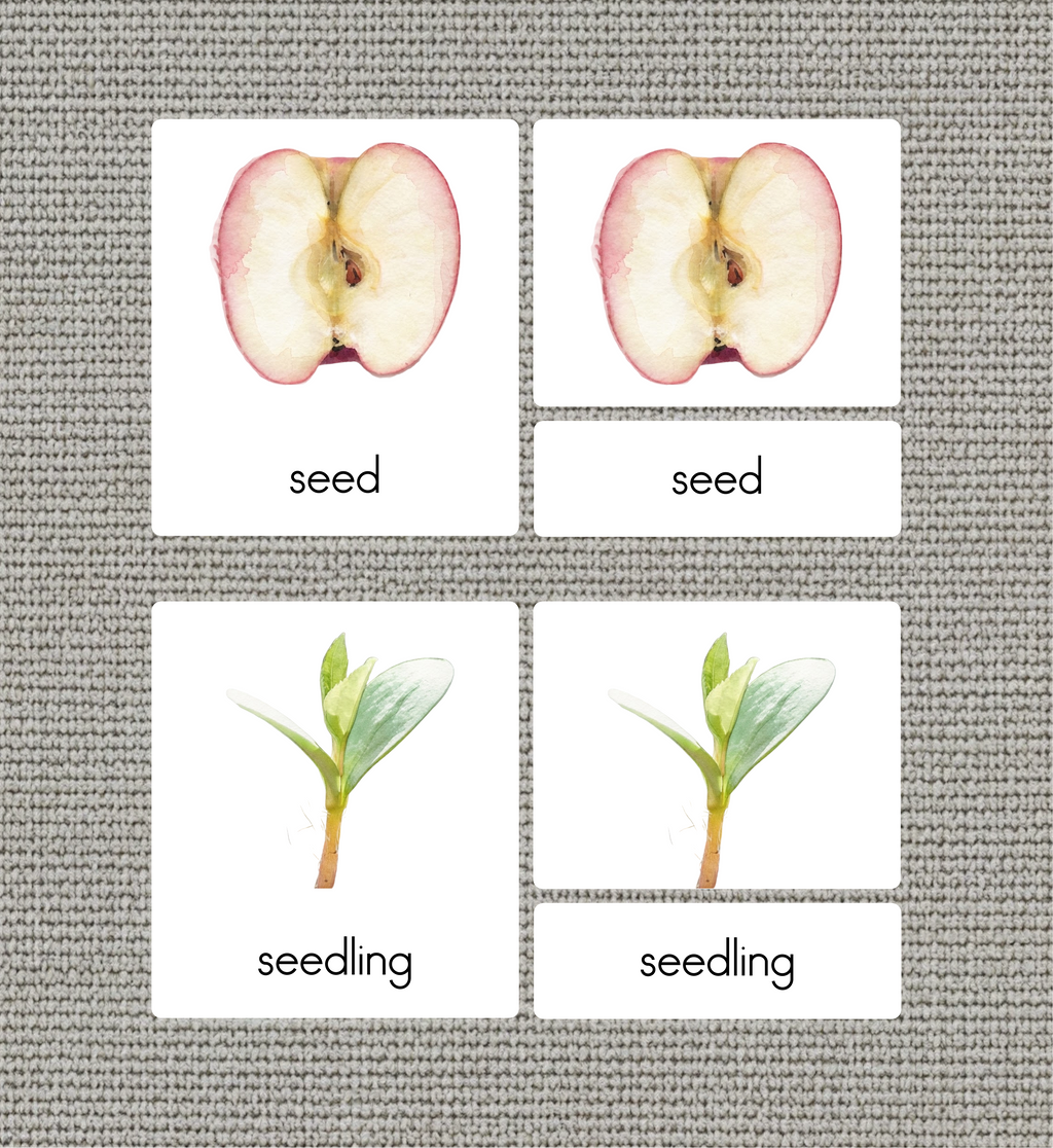 Life Cycle of an Apple Nomenclature Cards