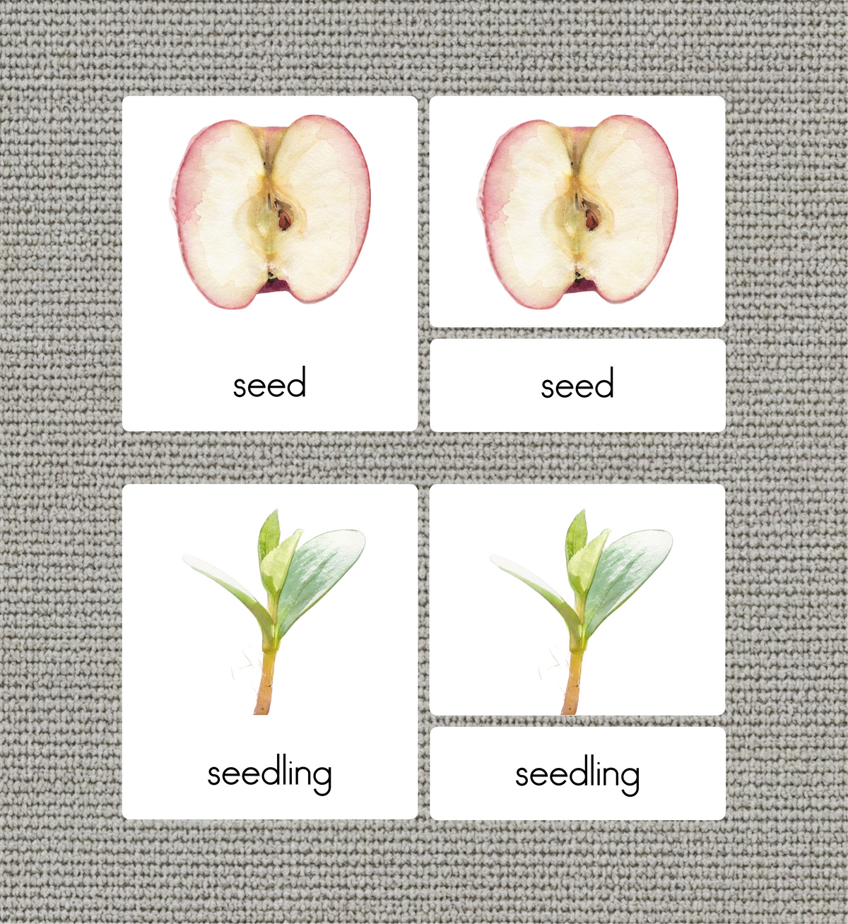 Life Cycle of an Apple Nomenclature Cards