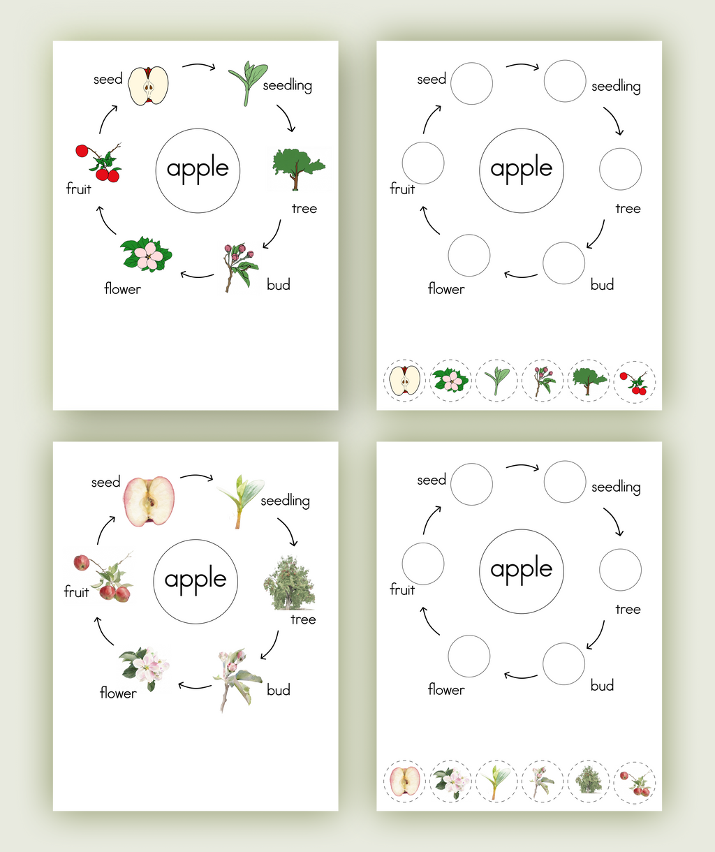 Life Cycle of an Apple Nomenclature Cards