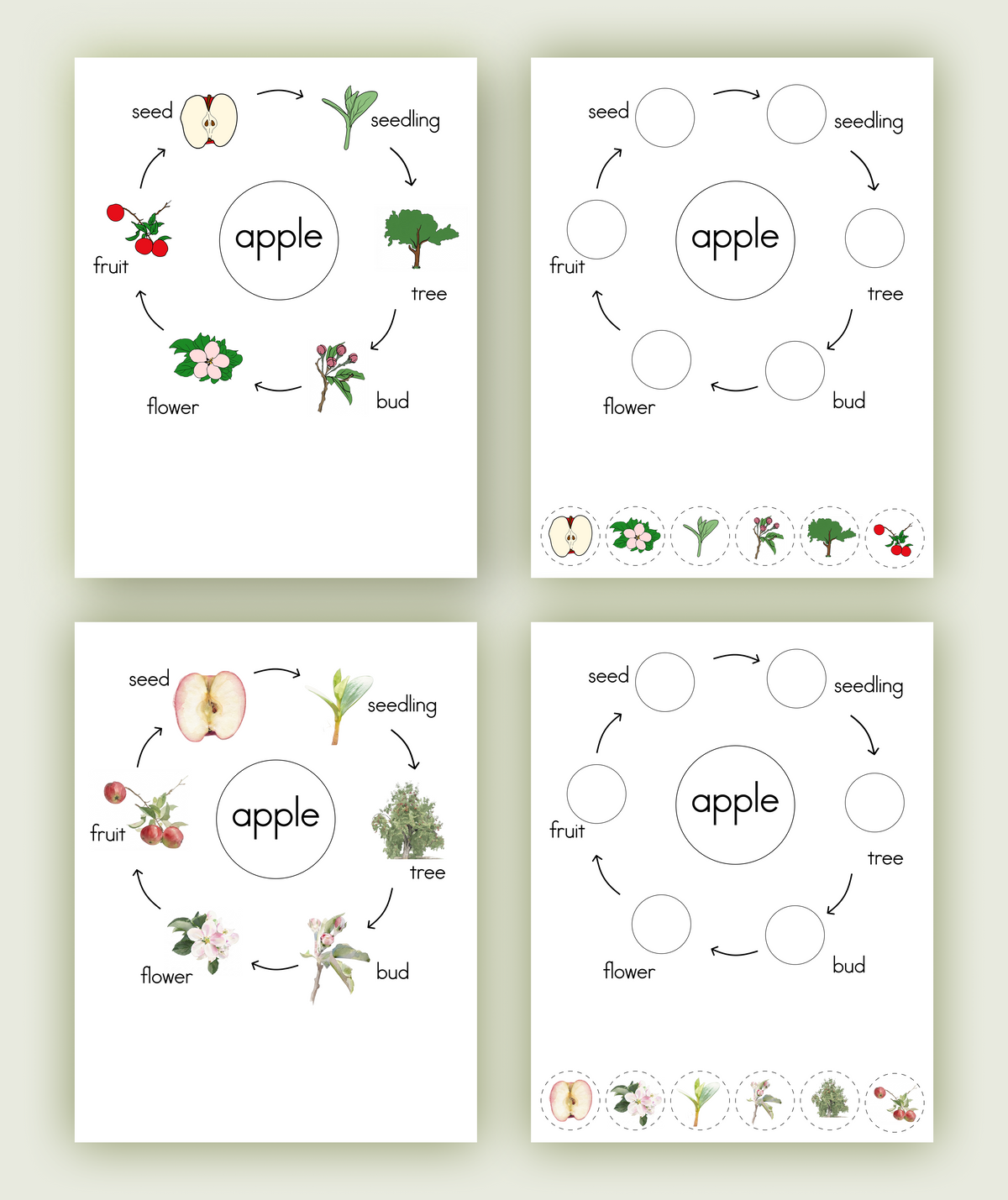 Life Cycle of an Apple Nomenclature Cards