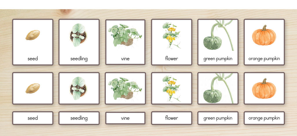 Life Cycle of a Pumpkin Nomenclature Cards
