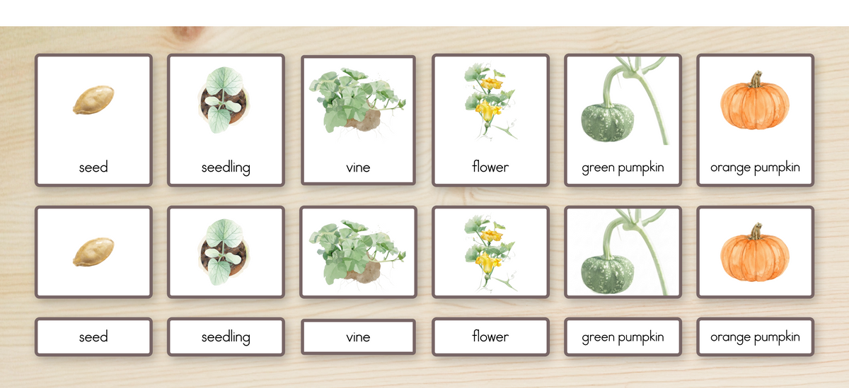 Life Cycle of a Pumpkin Nomenclature Cards