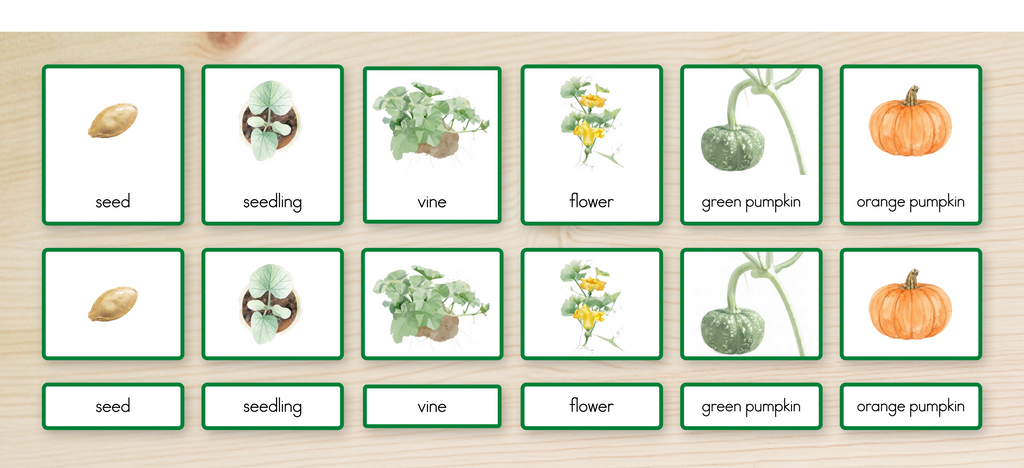 Life Cycle of a Pumpkin Nomenclature Cards