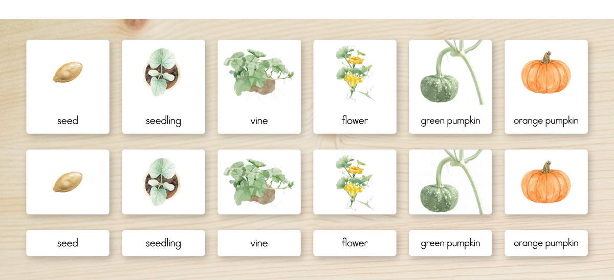 Life Cycle of a Pumpkin Nomenclature Cards