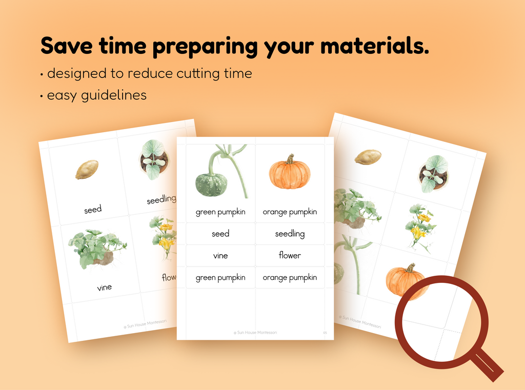 Life Cycle of a Pumpkin Nomenclature Cards