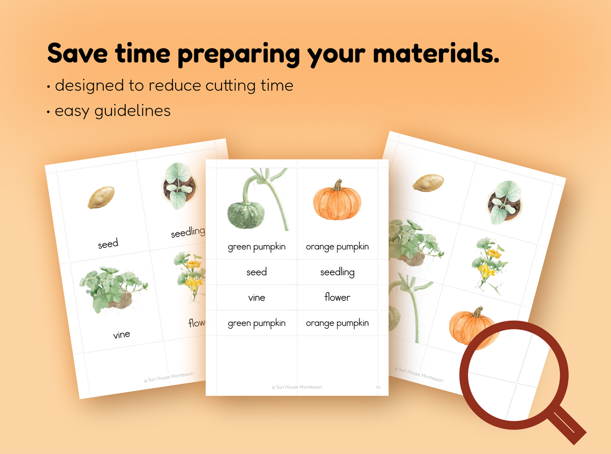 Life Cycle of a Pumpkin Nomenclature Cards