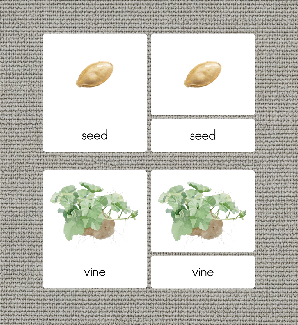 Life Cycle of a Pumpkin Nomenclature Cards