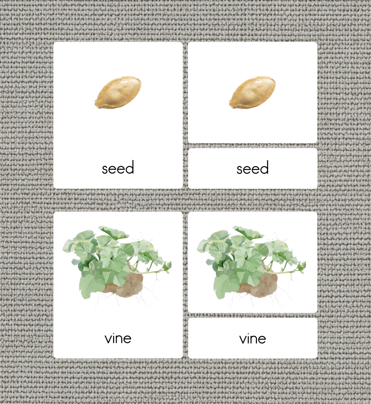 Life Cycle of a Pumpkin Nomenclature Cards