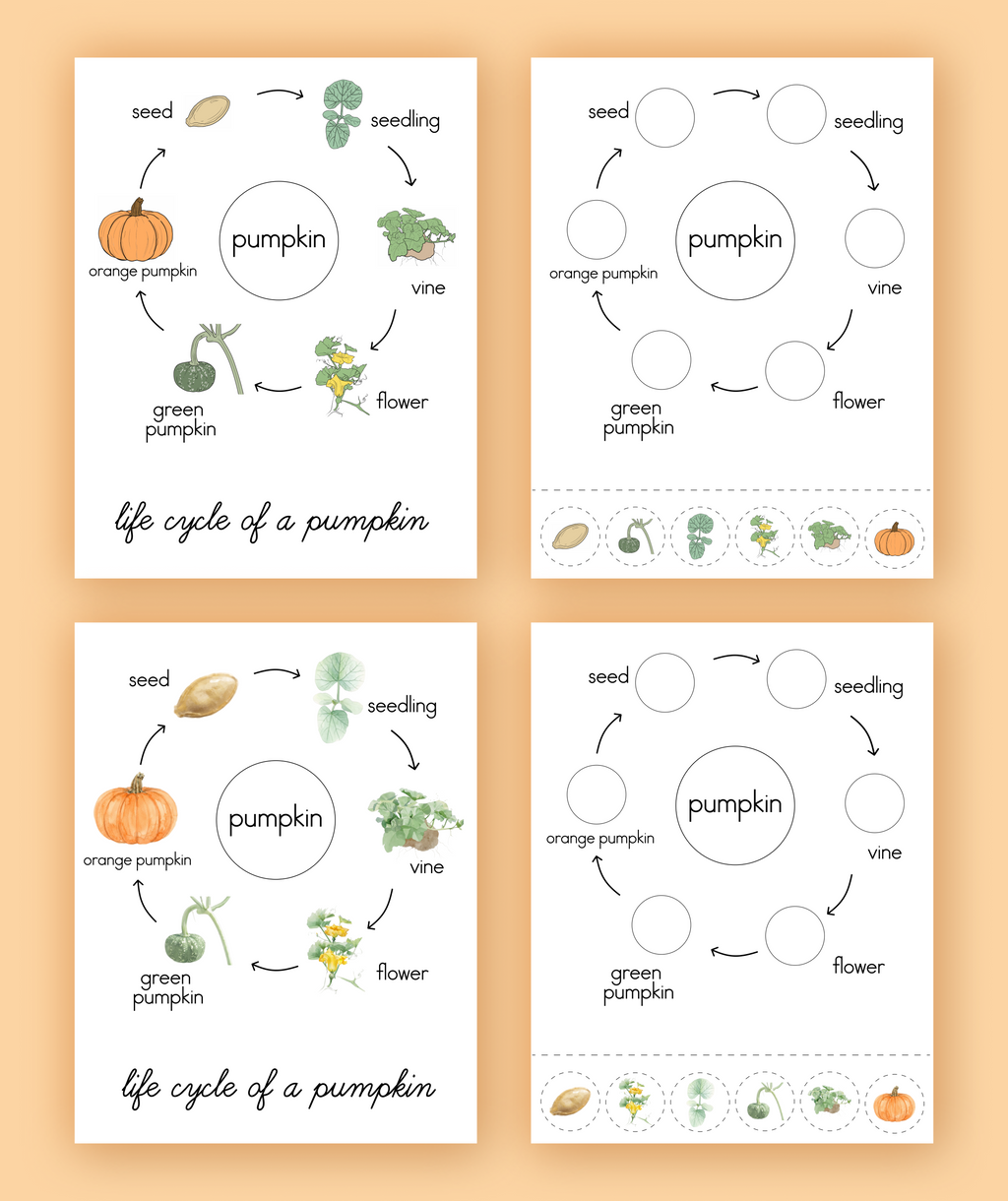 Life Cycle of a Pumpkin Nomenclature Cards