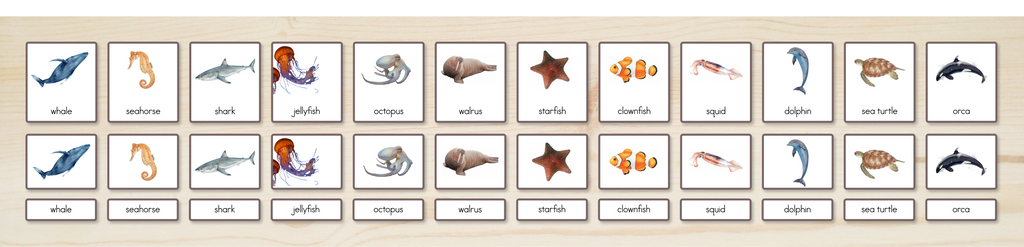 Ocean Animals Nomenclature Cards