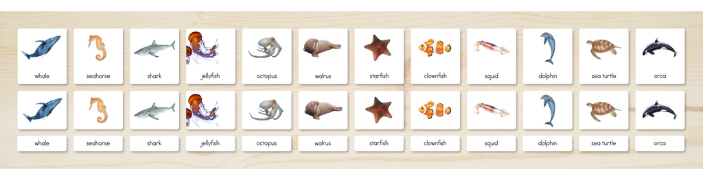 Ocean Animals Nomenclature Cards