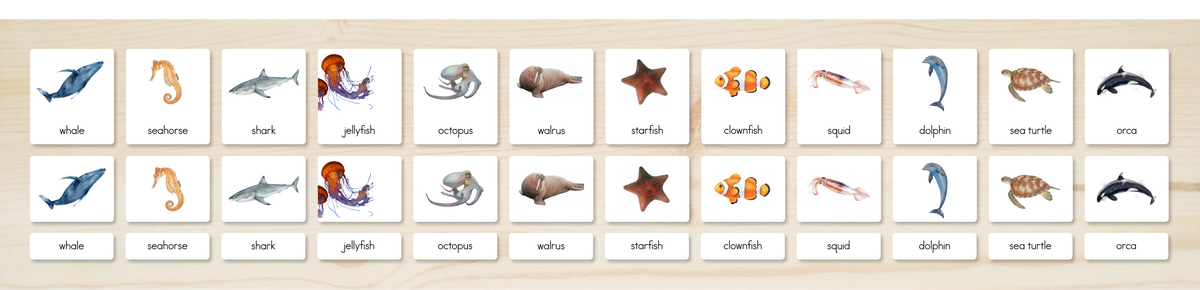 Ocean Animals Nomenclature Cards