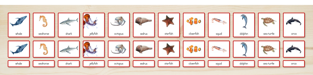 Ocean Animals Nomenclature Cards