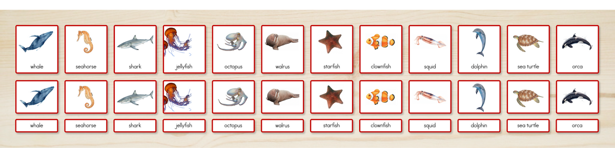 Ocean Animals Nomenclature Cards