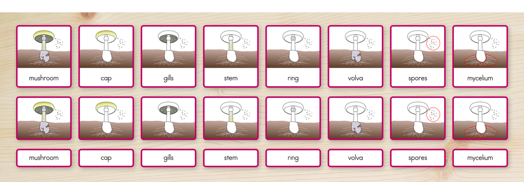 Parts of a Mushroom Nomenclature Cards