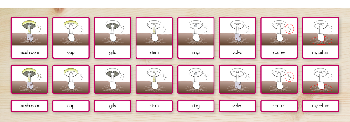 Parts of a Mushroom Nomenclature Cards